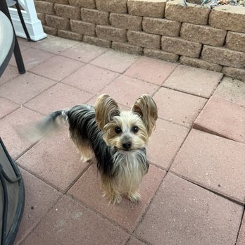 Jack & Rascal's - Bentley, 8 pounds, 6 years old Yorkie - Pet Groomers Near Me - Albuquerque, New Mexico