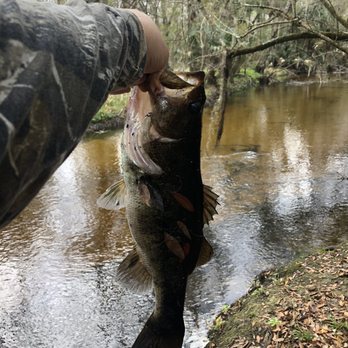 Alafia River State Park - Decent size large mouth - Hiking Near Me - Lithia, Florida