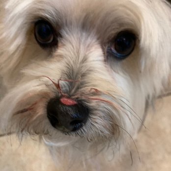Cosmopawlitan - This was the condition he was left in when I picked him up. - Pet Groomers Near Me - Simi Valley, California