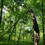 Photo of Cudahy Nature Preserve