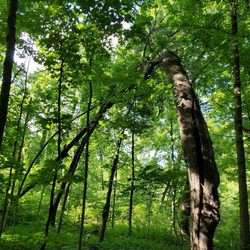 Cudahy Nature Preserve