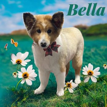 Sunny Days Mobile Grooming - Pet Groomers Near Me Sunny Days Mobile Grooming - Pet Groomers Near Me