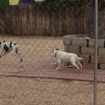 Green Dog Kennels - These concrete blocks are likely how my george was injured at Green Dog. - Pet Boarding Near Me - San Antonio, Texas