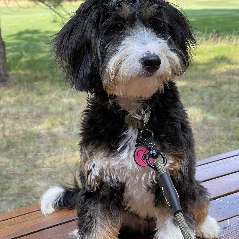 Sisters Groomery - Pet Groomers Near Me - Sisters, Oregon Sisters Groomery - Pet Groomers Near Me - Sisters, Oregon