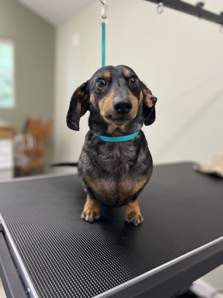 LEAH’S PET GROOMING Updated October 2024 Request an Appointment