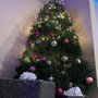 Photo of Mikes Christmas Trees