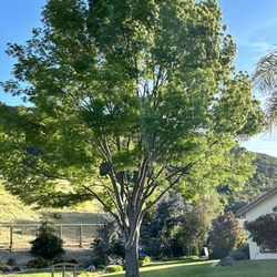 Ortiz Tree Service - Our beautiful tree!
