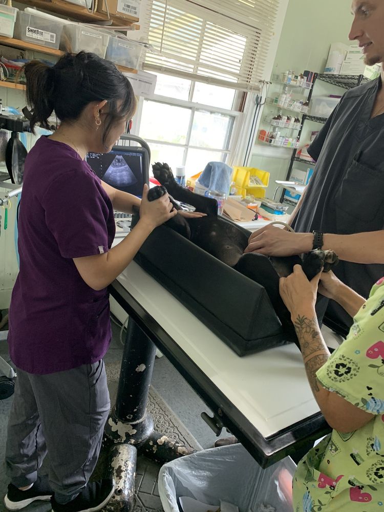 HILO VETERINARY CLINIC Updated June 2024 20 Reviews 585 Laukapu