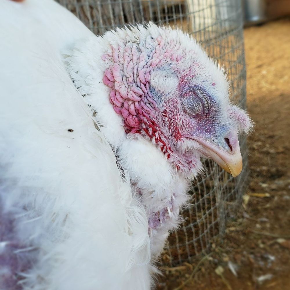 Saving Grace Animal Sanctuary - Rescued turkey who would have been a meal - thank goodness she found a home at Saving Grace farm animal sanctuary - Animal Shelters Near Me - Acton, California Saving Grace Animal Sanctuary - Rescued turkey who would have been a meal - thank goodness she found a home at Saving Grace farm animal sanctuary - Animal Shelters Near Me - Acton, California