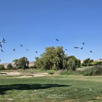 Las Positas Golf Course - Flocks of birds - Golf Near Me - Livermore, California