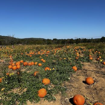 Ort Farms - Pumpkin patch - Fruits & Veggies Near Me - Long Valley, New Jersey Ort Farms - Pumpkin patch - Fruits & Veggies Near Me - Long Valley, New Jersey