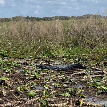 Wild Willy's Airboat Tours - Gater #1 - Boat Tours Near Me - Saint Cloud, Florida Wild Willy's Airboat Tours - Gater #1 - Boat Tours Near Me - Saint Cloud, Florida