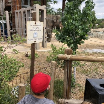 Denver Zoo - Elephant - Zoos Near Me - Denver, Colorado Denver Zoo - Elephant - Zoos Near Me - Denver, Colorado