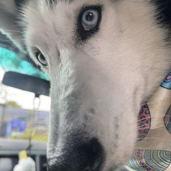 Wags n Whiskers - Happy pup - Pet Stores Near Me - El Segundo, California Wags n Whiskers - Happy pup - Pet Stores Near Me - El Segundo, California