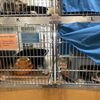 Oregon Humane Society gift card