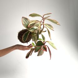 Of Soil and Moss - A hanging kokedama can look like it's hovering in mid air.  It saves space and looks magoar the same time.