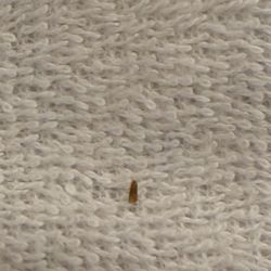 Hotel Posado El Moro - Little bedbug