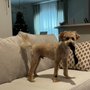 Green Dog Spa