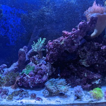 ABC Aquatic - Various corals, a red bubble tip anemone, and a clownfish - Aquarium Services Near Me ABC Aquatic - Various corals, a red bubble tip anemone, and a clownfish - Aquarium Services Near Me