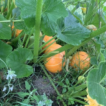 Carnation Farms - Pumpkins : ) - Farms Near Me - Carnation, Washington