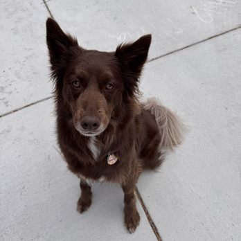 Achilles Heal - Biscuit stopped running for 2 sec's to take a picture! She was so happy her Food delivery came! - Pop-up Shops Near Me - Denver, Colorado