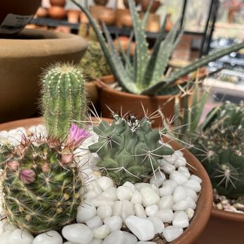 Tohono Chul - Plants for sale - Museums Near Me - Tucson, Arizona Tohono Chul - Plants for sale - Museums Near Me - Tucson, Arizona