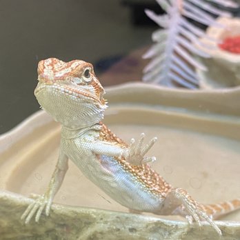 PetSmart Grooming - Pet Training Near Me - Edmonton, Alberta PetSmart Grooming - Pet Training Near Me - Edmonton, Alberta