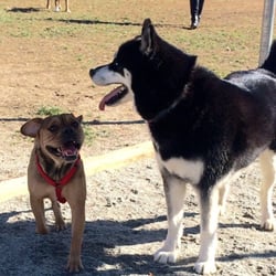 Ruff House Dog Park - Having fun with my babies