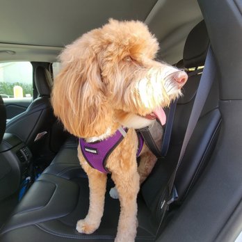 Miami Dog Spaw - Pet Groomers Near Me - Miami, Florida Miami Dog Spaw - Pet Groomers Near Me - Miami, Florida