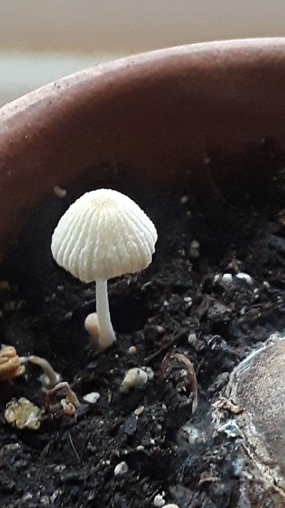 American Metropolitan Environmental - mold inspector in Wichita, KS