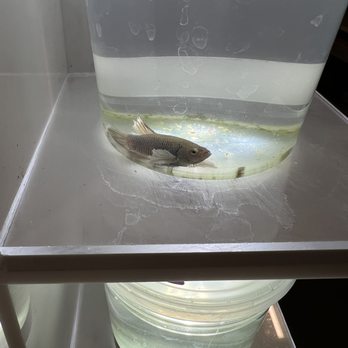 PetSmart - This one wasn't moving but was breathing really hard. Probably sick - Pet Stores Near Me - Dallas, Texas PetSmart - This one wasn't moving but was breathing really hard. Probably sick - Pet Stores Near Me - Dallas, Texas