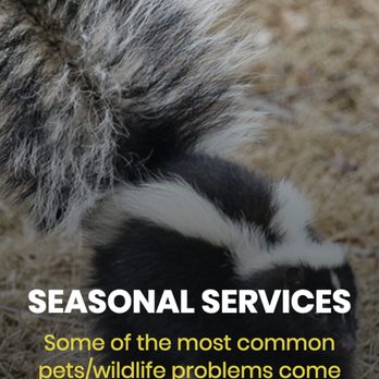 Mr. Raccoon - Wildlife Control Near Me Mr. Raccoon - Wildlife Control Near Me