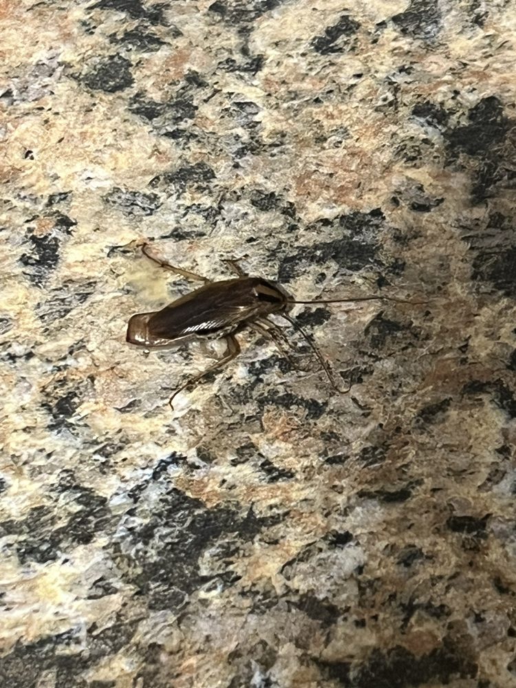 DRAKESHIRE APARTMENTS 35105 Drakeshire Pl, Farmington, Michigan