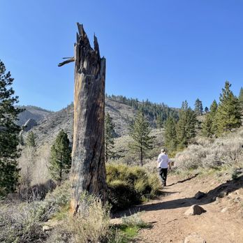 Hunter Creek Waterfall Trail - Heading into the tree line - Hiking Near Me Hunter Creek Waterfall Trail - Heading into the tree line - Hiking Near Me