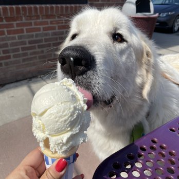 Purity Ice Cream - My Great Pyrenees, Urso, enjoying a vanilla cone. - Ice Cream & Frozen Yogurt Near Me - Ithaca, New York Purity Ice Cream - My Great Pyrenees, Urso, enjoying a vanilla cone. - Ice Cream & Frozen Yogurt Near Me - Ithaca, New York