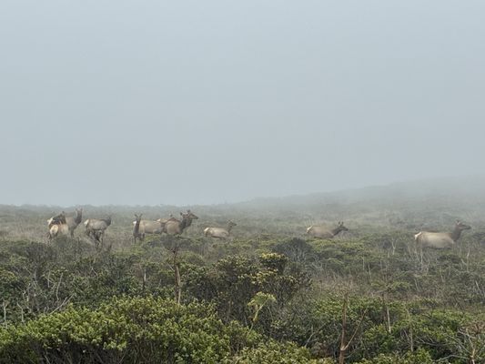 Tomales Point Trailhead by null