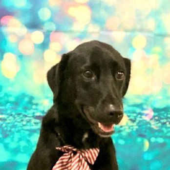 Roxy’s Paw Spa - This is Ezzie and she loved her visit to Roxy! - Pet Groomers Near Me - Yuba City, California Roxy’s Paw Spa - This is Ezzie and she loved her visit to Roxy! - Pet Groomers Near Me - Yuba City, California