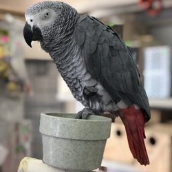 Gomez Pet Shop - African Grey