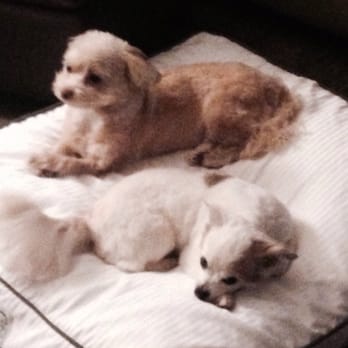 Castle K-9 - My babies after being groomed!!! So happy! - Pet Groomers Near Me - Torrance, California Castle K-9 - My babies after being groomed!!! So happy! - Pet Groomers Near Me - Torrance, California