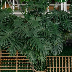 The Plant
