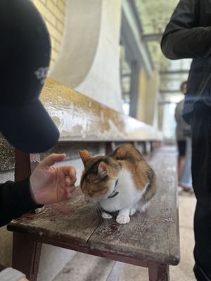 Houtong Cat Village by null