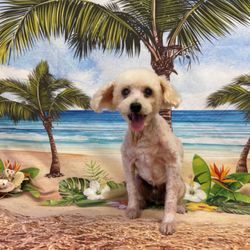 Beauty Salon for Doggies