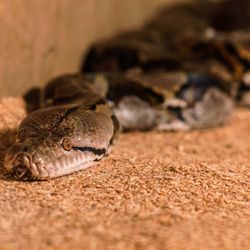 Pocono Snake & Animal Farm