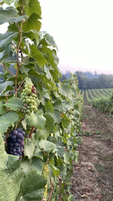 Hawks View Winery by null
