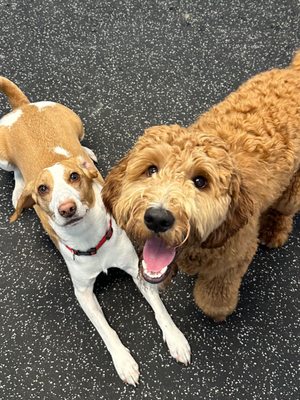 Professional Dog Care Services - At The Barking Lot, we believe in creating a fun, safe, and comfortable space for dogs to be themselves while providing peace of mind for their owners.
Whether it's a day of play, a relaxing grooming session, or a comfortable stay, we’re here to provide the best experience possible for your dog—because they’re not just pets, they’re family. Professional Dog Care Services - At The Barking Lot, we believe in creating a fun, safe, and comfortable space for dogs to be themselves while providing peace of mind for their owners.
Whether it's a day of play, a relaxing grooming session, or a comfortable stay, we’re here to provide the best experience possible for your dog—because they’re not just pets, they’re family.