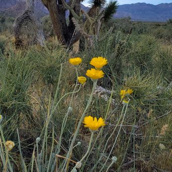 First Creek Trail - Hiking Near Me - Las Vegas, Nevada