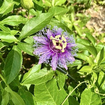 Hemisfair - Beautiful flower - Parks Near Me - San Antonio, Texas