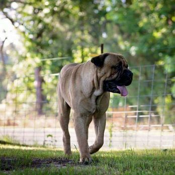 Union Valley Bullmastiffs - Pet Breeders Near Me - Whiteville, North Carolina Union Valley Bullmastiffs - Pet Breeders Near Me - Whiteville, North Carolina