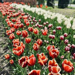 Geiger Park
