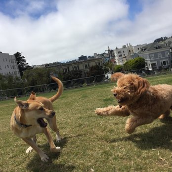 Dog Park Guy - Dog Walkers Near Me